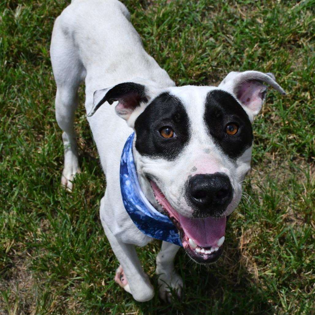Walter, Adoptable, Adult Male Pit Bull Terrier.