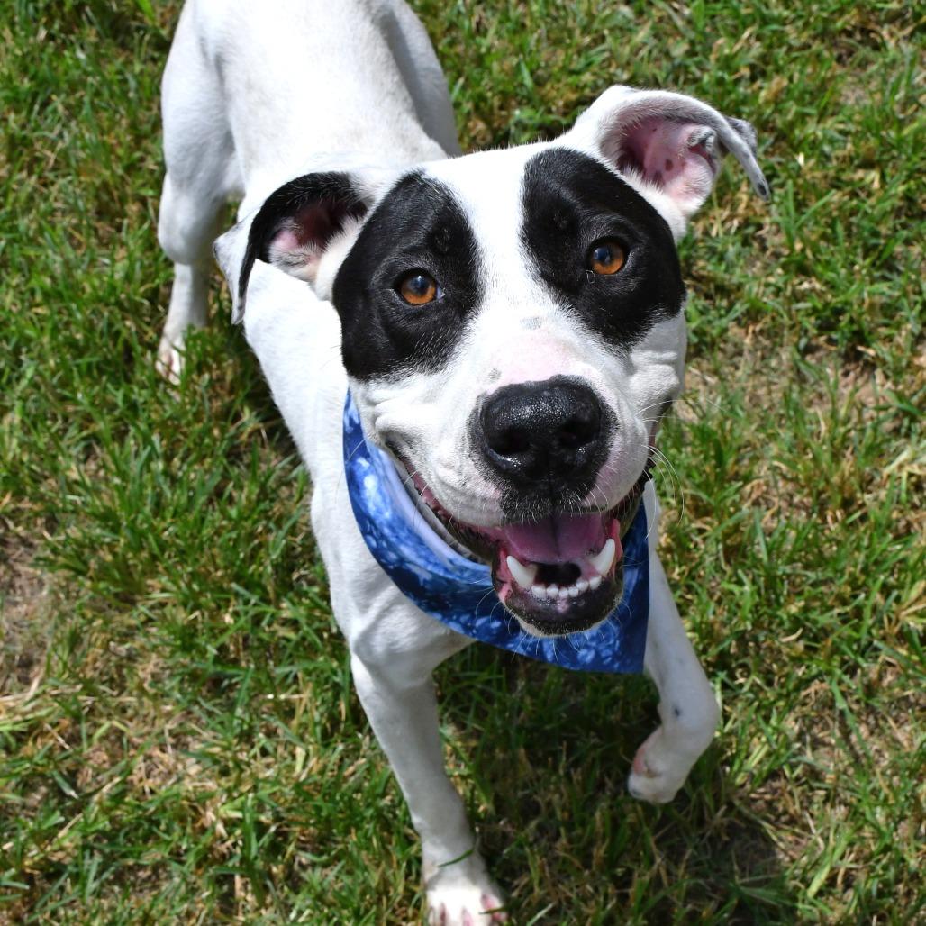 Enlarge Walter, a Adoptable Pit Bull Terrier in Beaumont, TX image 2/5