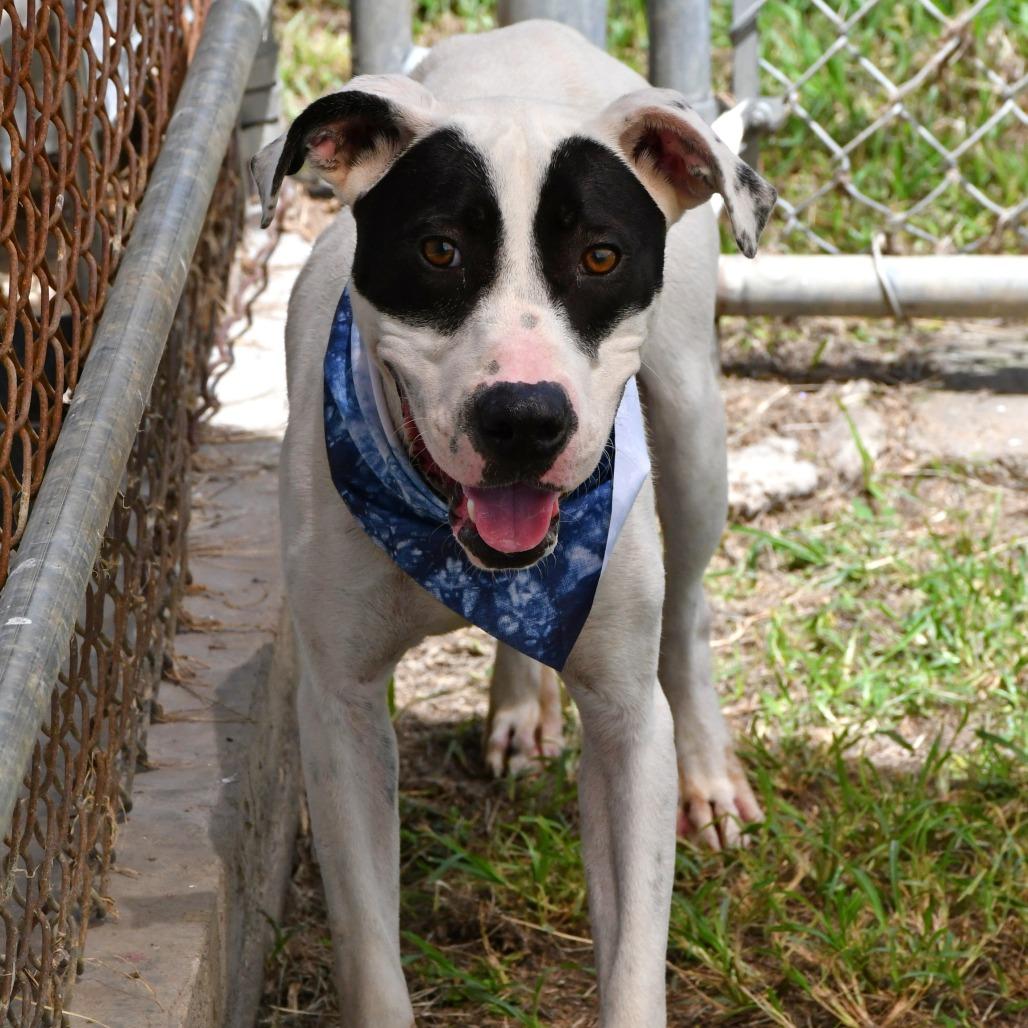 Enlarge Walter, a Adoptable Pit Bull Terrier in Beaumont, TX image 3/5