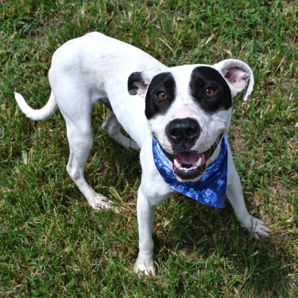 Enlarge Walter, a Adoptable Pit Bull Terrier in Beaumont, TX image 4/5