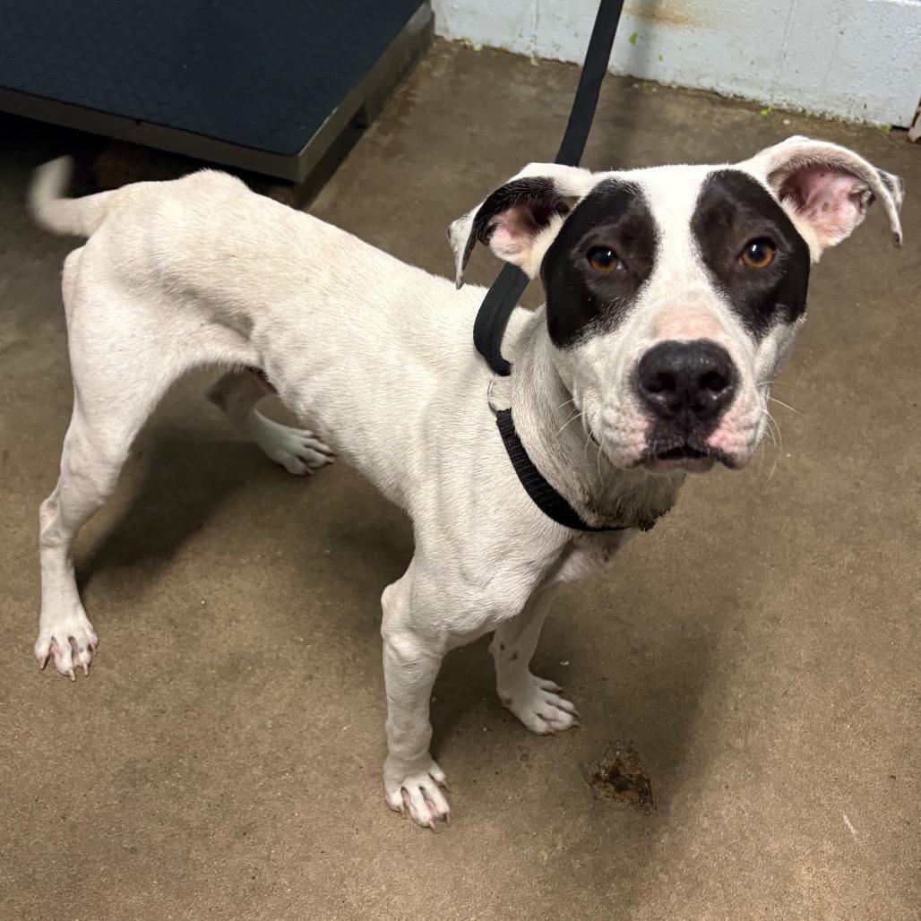 Enlarge Walter, a Adoptable Pit Bull Terrier in Beaumont, TX image 5/5