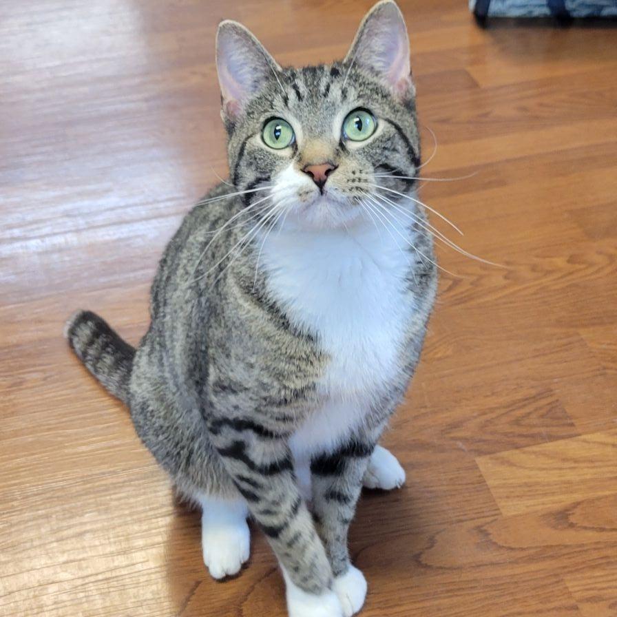 Enlarge Cloud, a Adoptable Domestic Short Hair in Milan, IL image 5/6