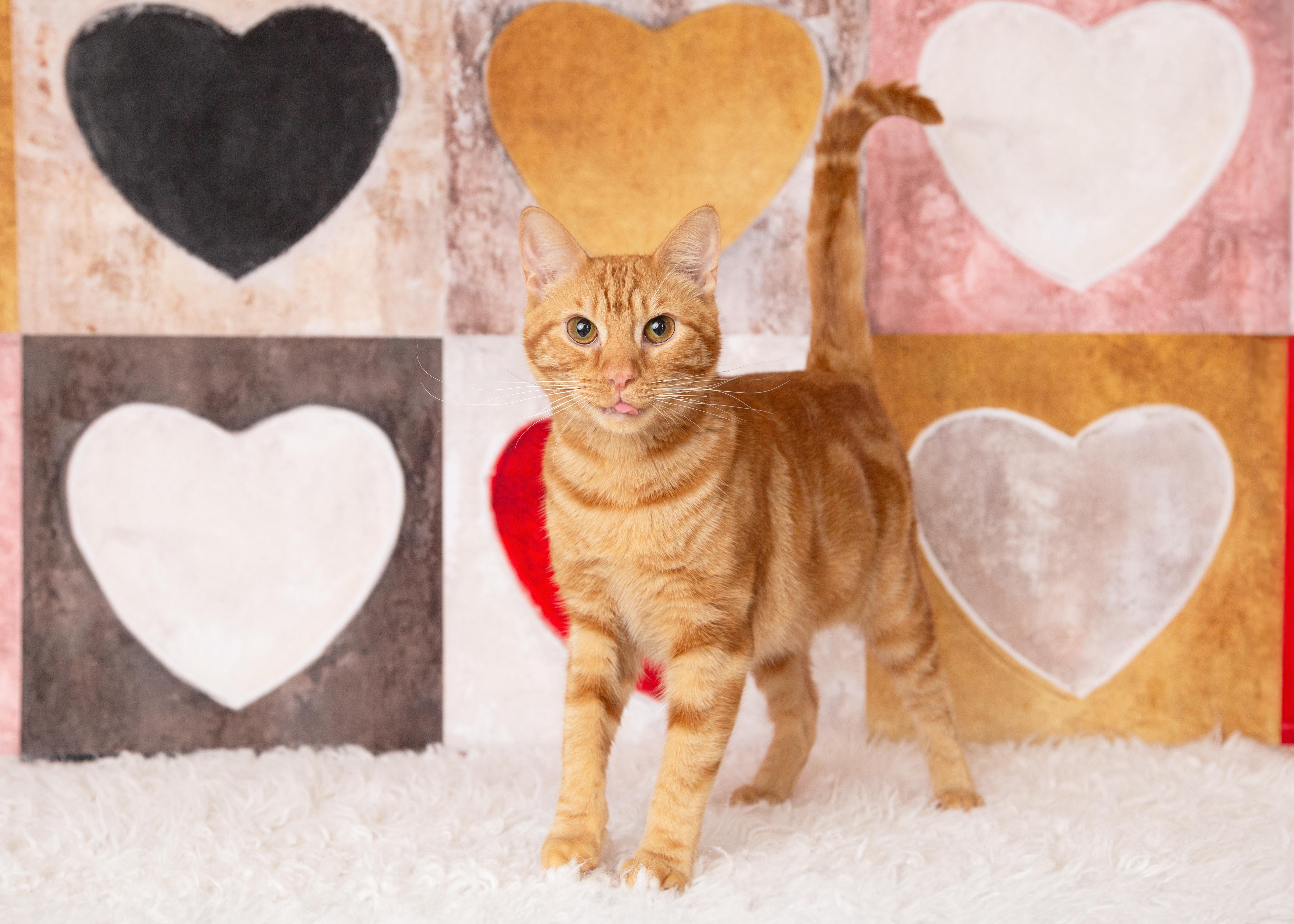 Enlarge Hobbes, a Adoptable Domestic Short Hair in Denton, TX image 2/6