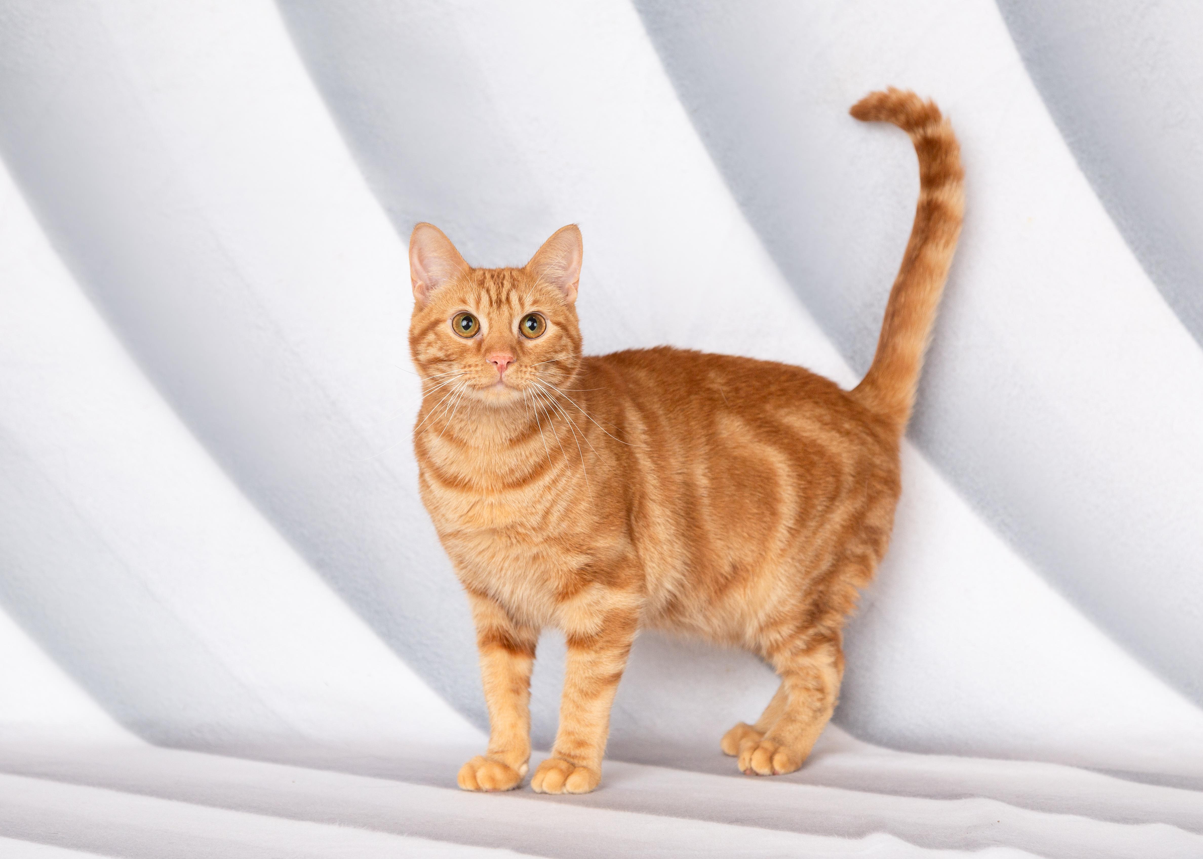 Hobbes