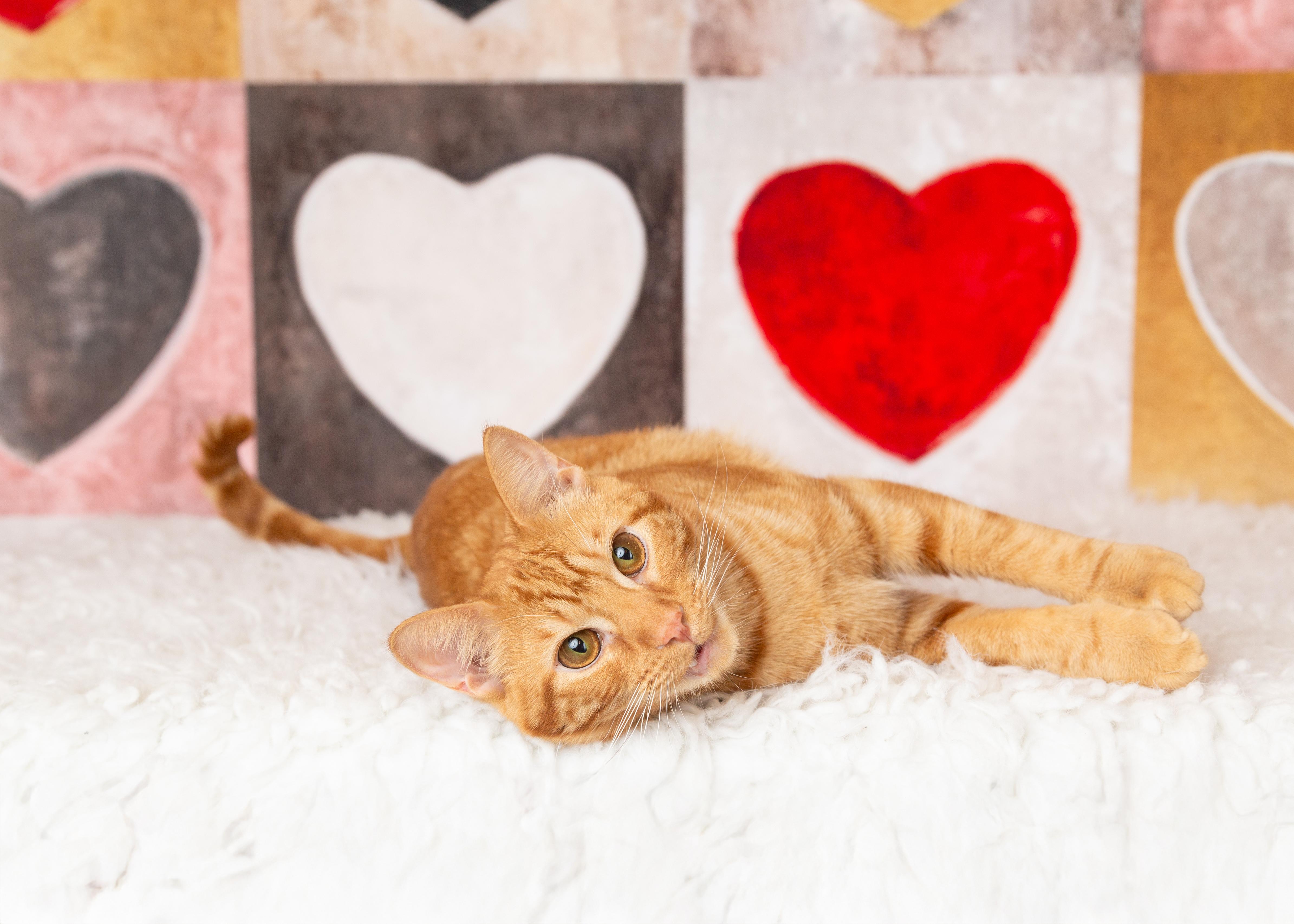 Enlarge Hobbes, a Adoptable Domestic Short Hair in Denton, TX image 3/6