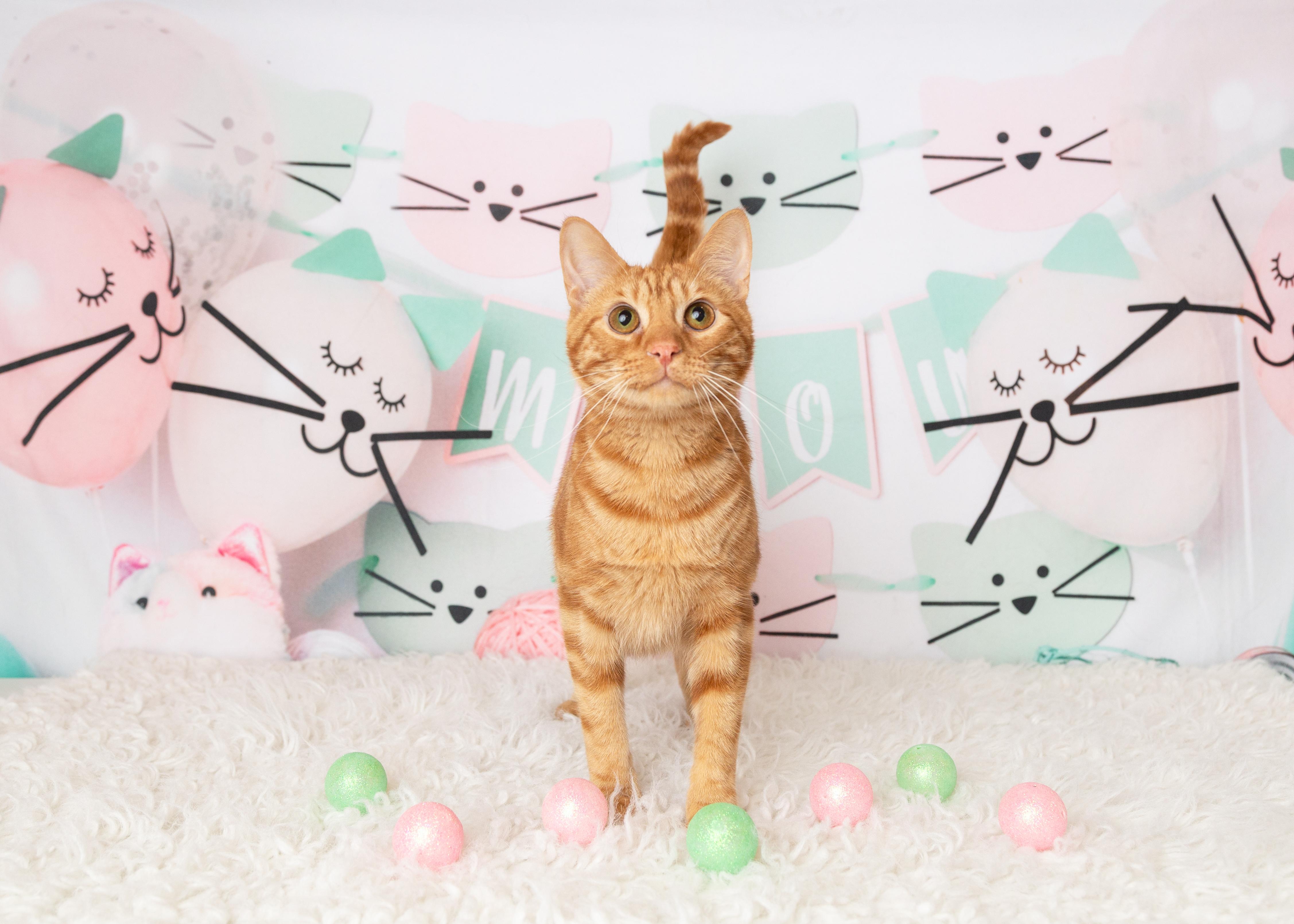 Hobbes, Adoptable, Young Male Domestic Short Hair.