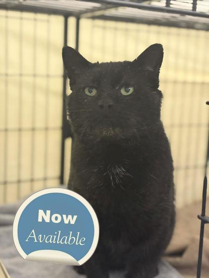 Enlarge Bandit, a Adoptable mixed breed in Lowell, MA image 1/3