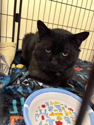 Bandit, Adoptable, Adult Male Domestic Short Hair & Domestic Short Hair.