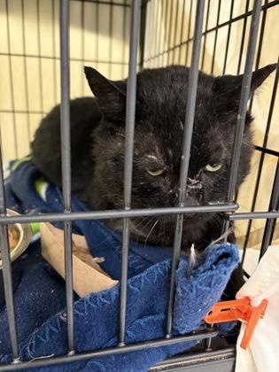 Enlarge Bandit, a Adoptable mixed breed in Lowell, MA image 2/3