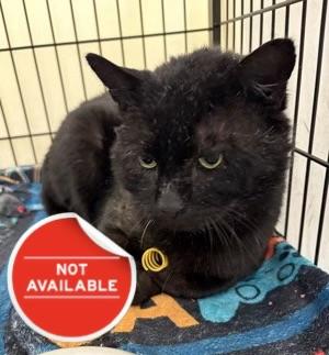 Enlarge Bandit, a Adoptable mixed breed in Lowell, MA image 3/3