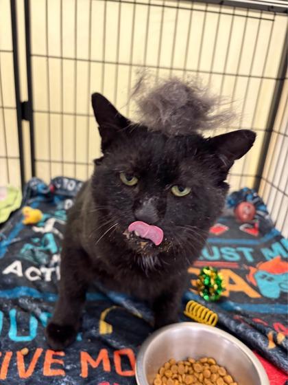 Enlarge Bandit, a Adoptable mixed breed in Lowell, MA image 3/3