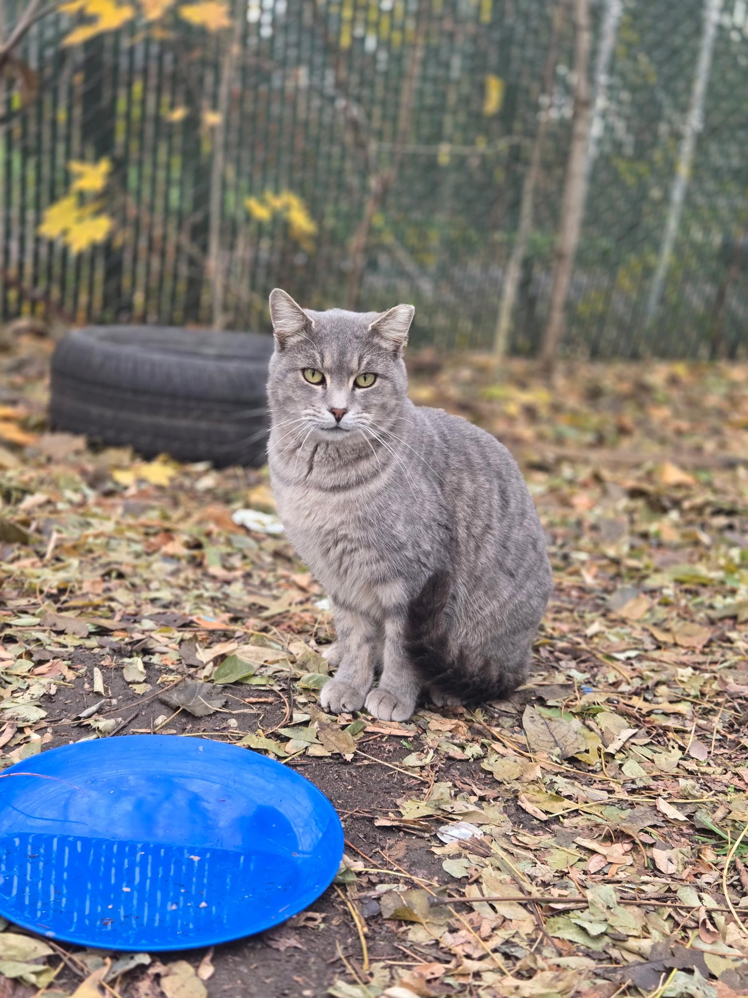 Big Gray, a Adoptable Domestic Short Hair in Copley, OH image 1/2
