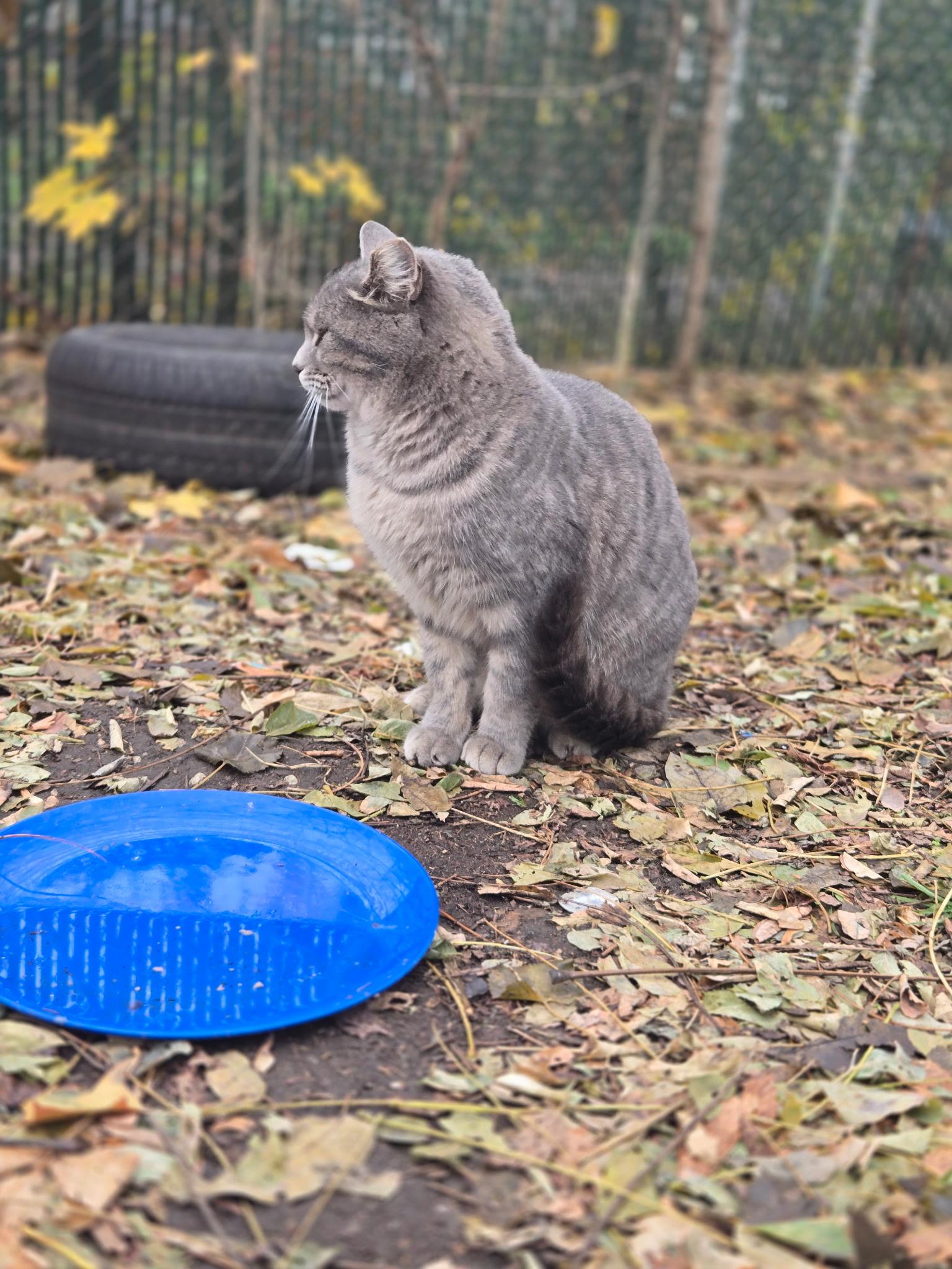 Big Gray, a Adoptable Domestic Short Hair in Copley, OH image 2/2