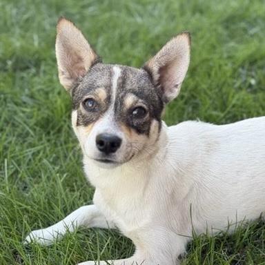 Enlarge Ms Rachel, an adoptable mixed breed in Itasca, IL image 1/3