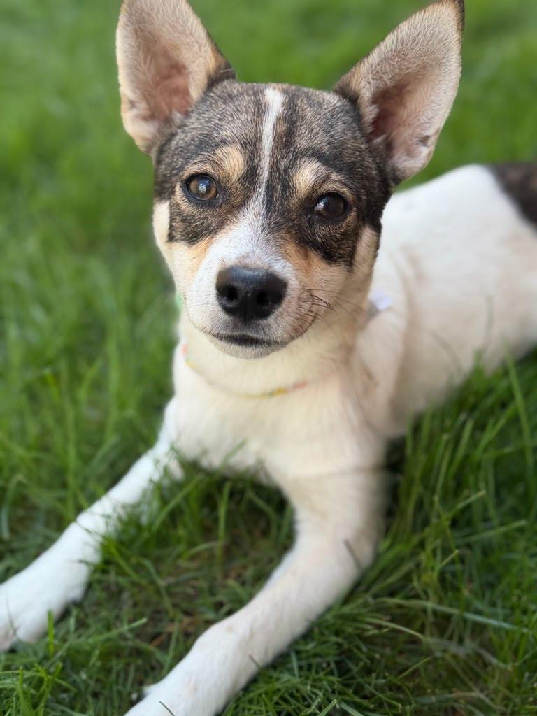 Enlarge Ms Rachel, an adoptable mixed breed in Itasca, IL image 3/3