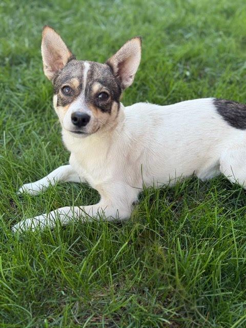 Enlarge Ms Rachel, an adoptable mixed breed in Itasca, IL image 2/3