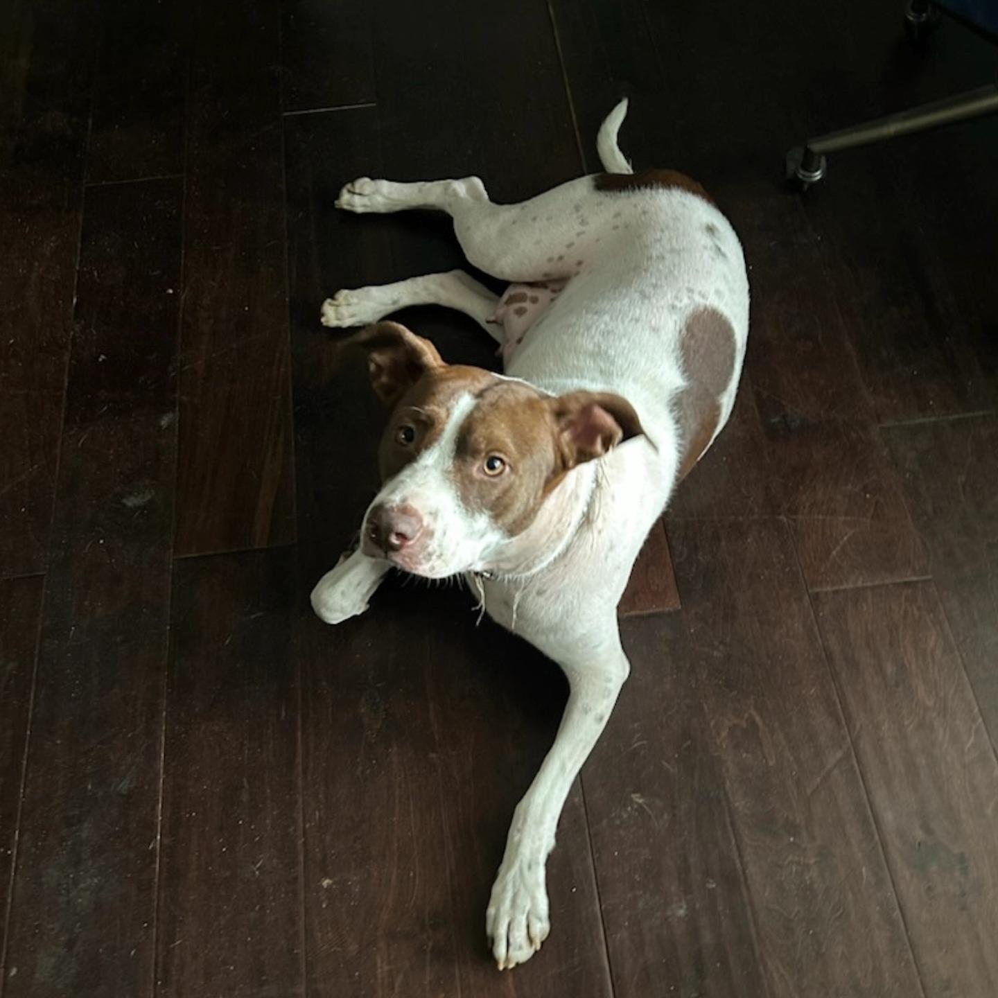 Ruca, a Adoptable mixed breed in Tallahassee, FL image 1/3