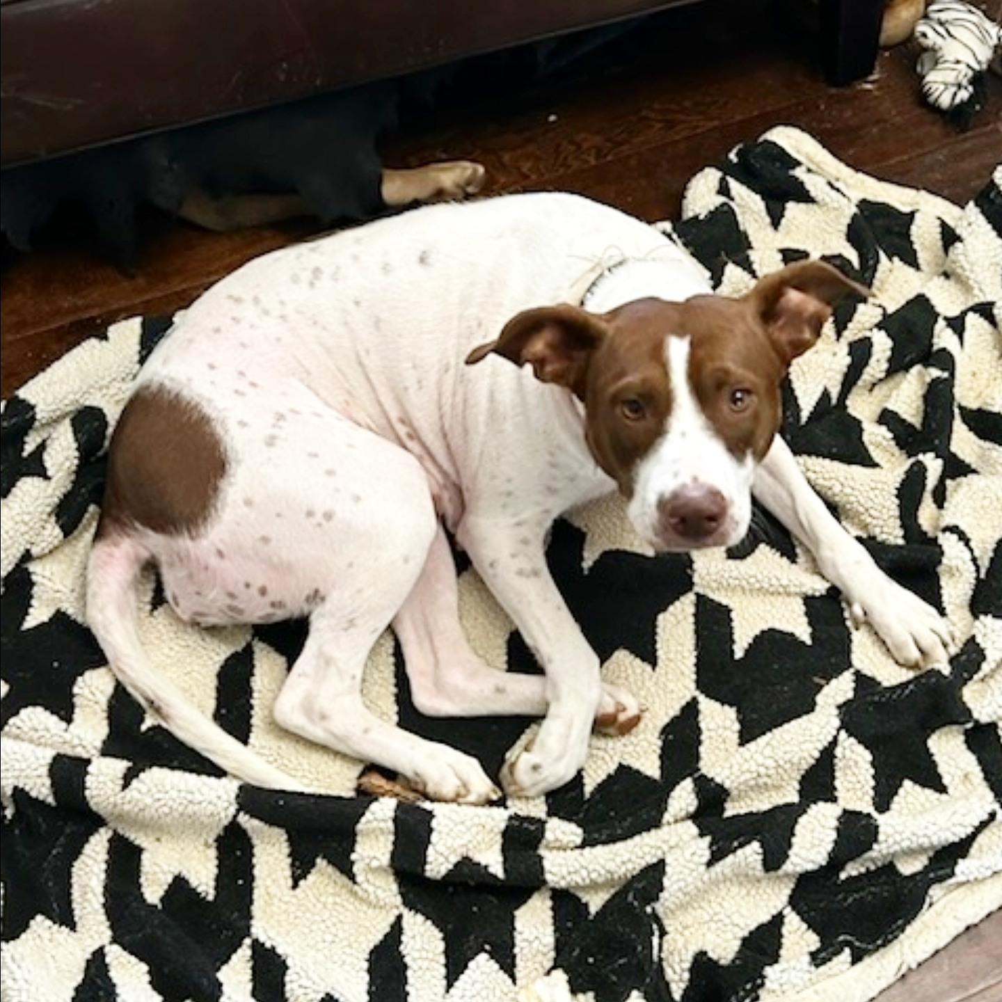 Ruca, a Adoptable mixed breed in Tallahassee, FL image 2/3