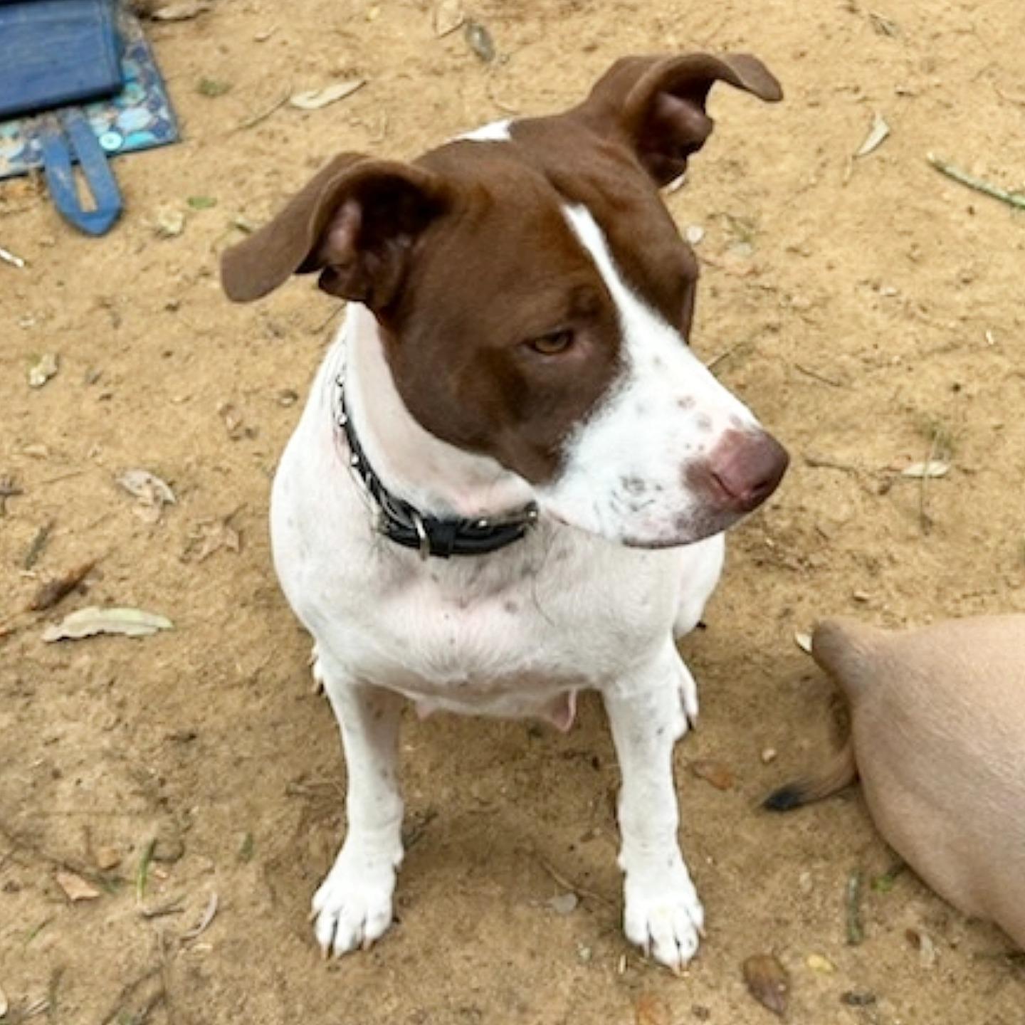 Ruca, a Adoptable mixed breed in Tallahassee, FL image 3/3