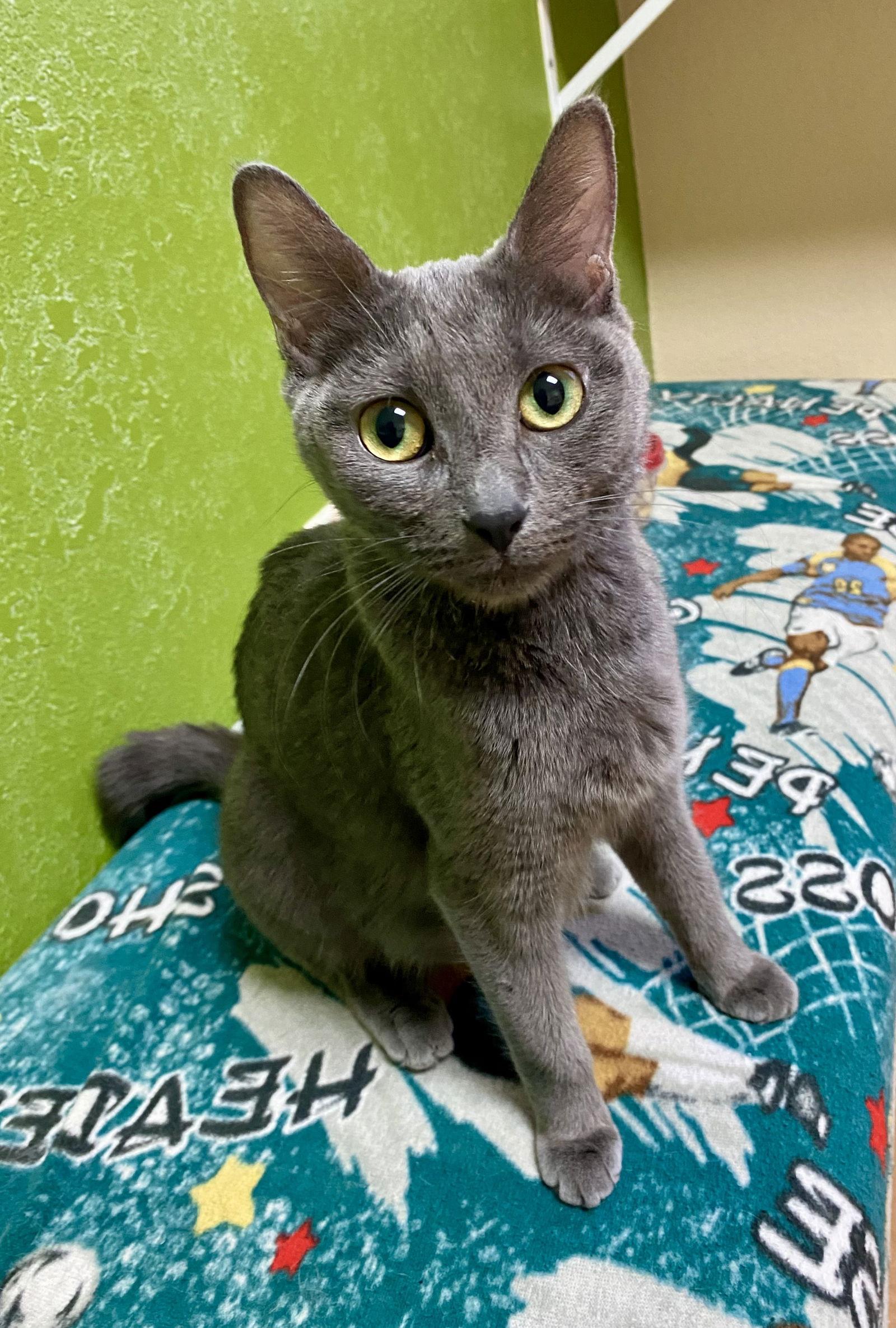 Enlarge Rosette, a Adoptable Domestic Short Hair in Fargo, ND image 1/1