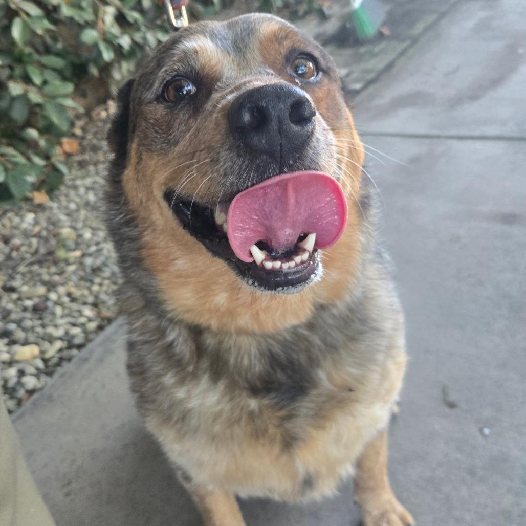 Paquita, Adoptable, Adult Female Cattle Dog & Australian Cattle Dog / Blue Heeler.