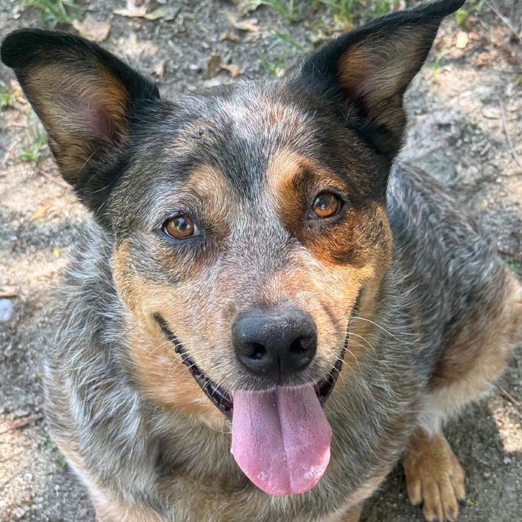 Enlarge Paquita, a Adoptable mixed breed in San Jacinto, CA image 2/6