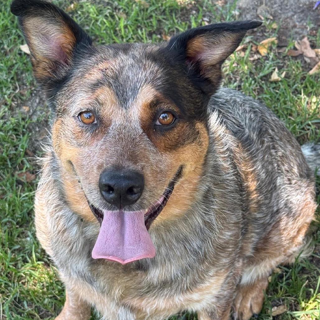 Enlarge Paquita, a Adoptable mixed breed in San Jacinto, CA image 3/6
