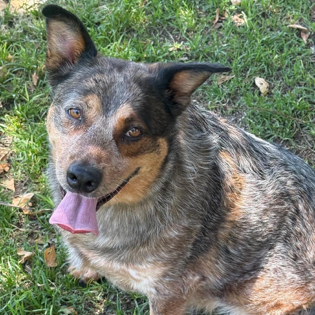 Enlarge Paquita, a Adoptable mixed breed in San Jacinto, CA image 4/6