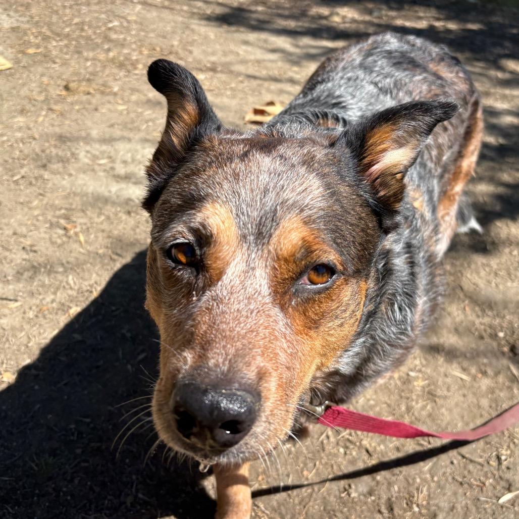 Enlarge Paquita, a Adoptable mixed breed in San Jacinto, CA image 5/6