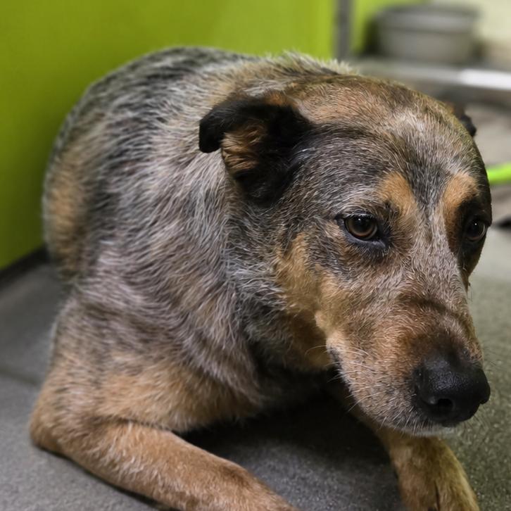 Enlarge Paquita, a Adoptable mixed breed in San Jacinto, CA image 6/6