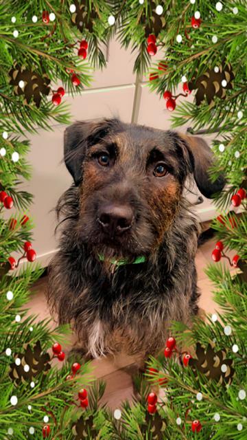 MIKEY, Adoptable, Young Male Airedale Terrier & Labrador Retriever.