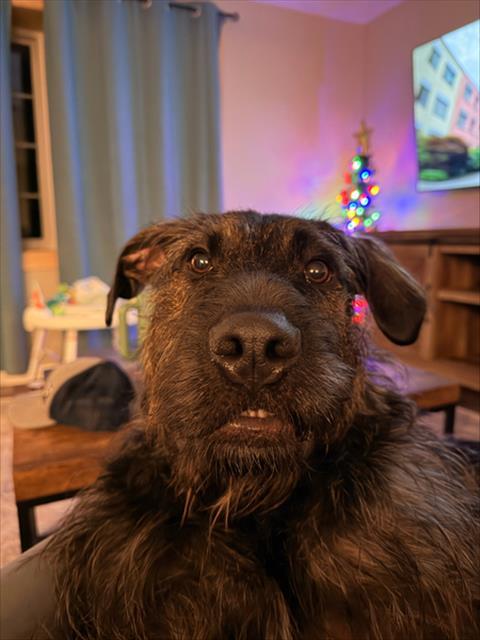 MIKEY, Adoptable, Young Male Airedale Terrier & Labrador Retriever.