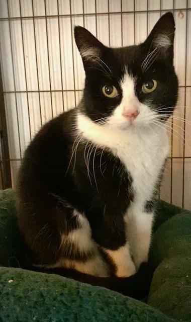Mallomar, an adopted Domestic Short Hair in Chattanooga, TN image 4/6