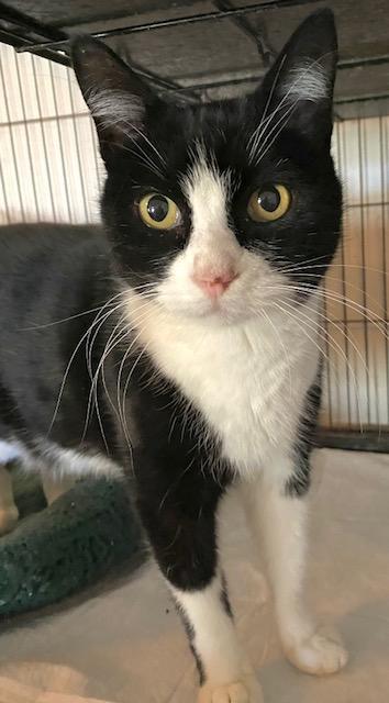 Mallomar, an adopted Domestic Short Hair in Chattanooga, TN image 3/6