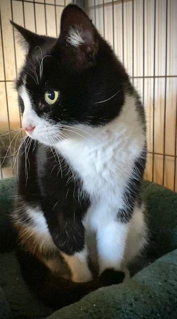 Mallomar, an adopted Domestic Short Hair in Chattanooga, TN image 6/6