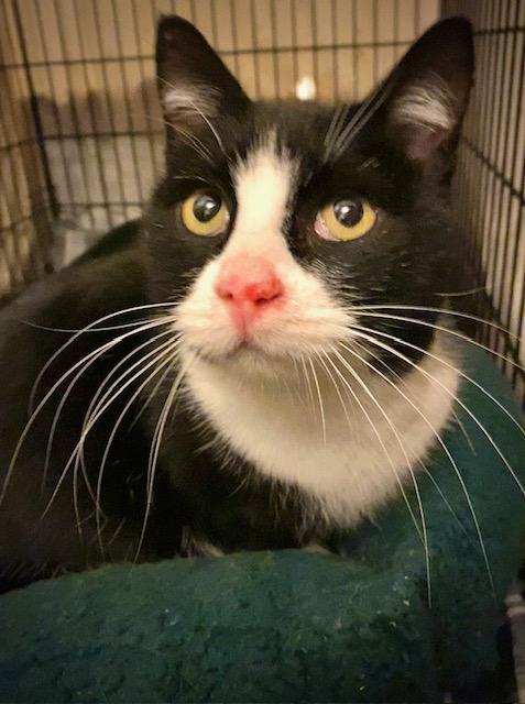 Mallomar, an adopted Domestic Short Hair in Chattanooga, TN image 1/6