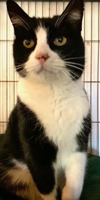 Mallomar, an adopted Domestic Short Hair in Chattanooga, TN image 2/6