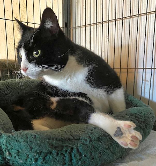 Mallomar, an adopted Domestic Short Hair in Chattanooga, TN image 5/6