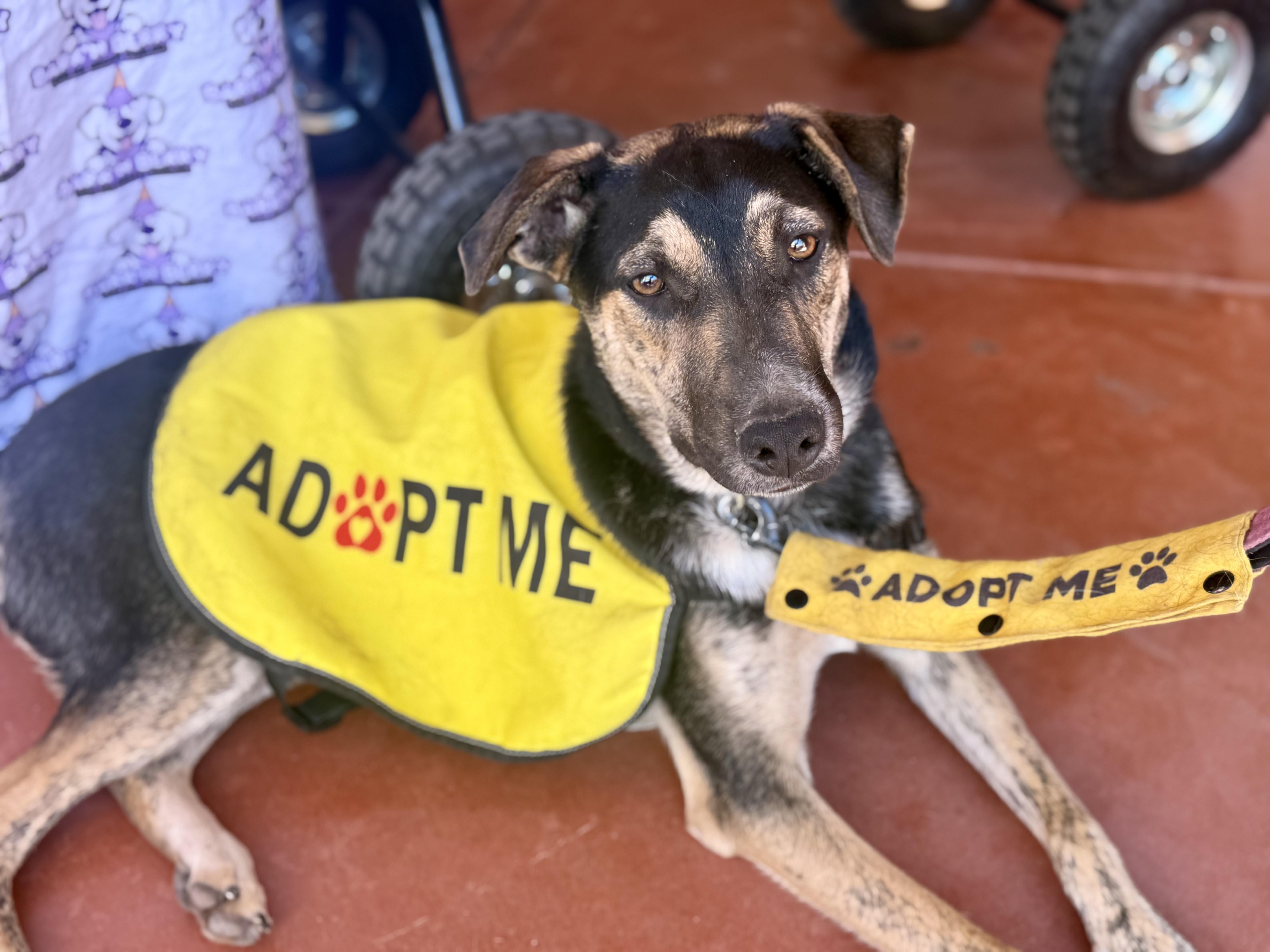 Monty, a Adoptable mixed breed in Tucson, AZ image 1/6