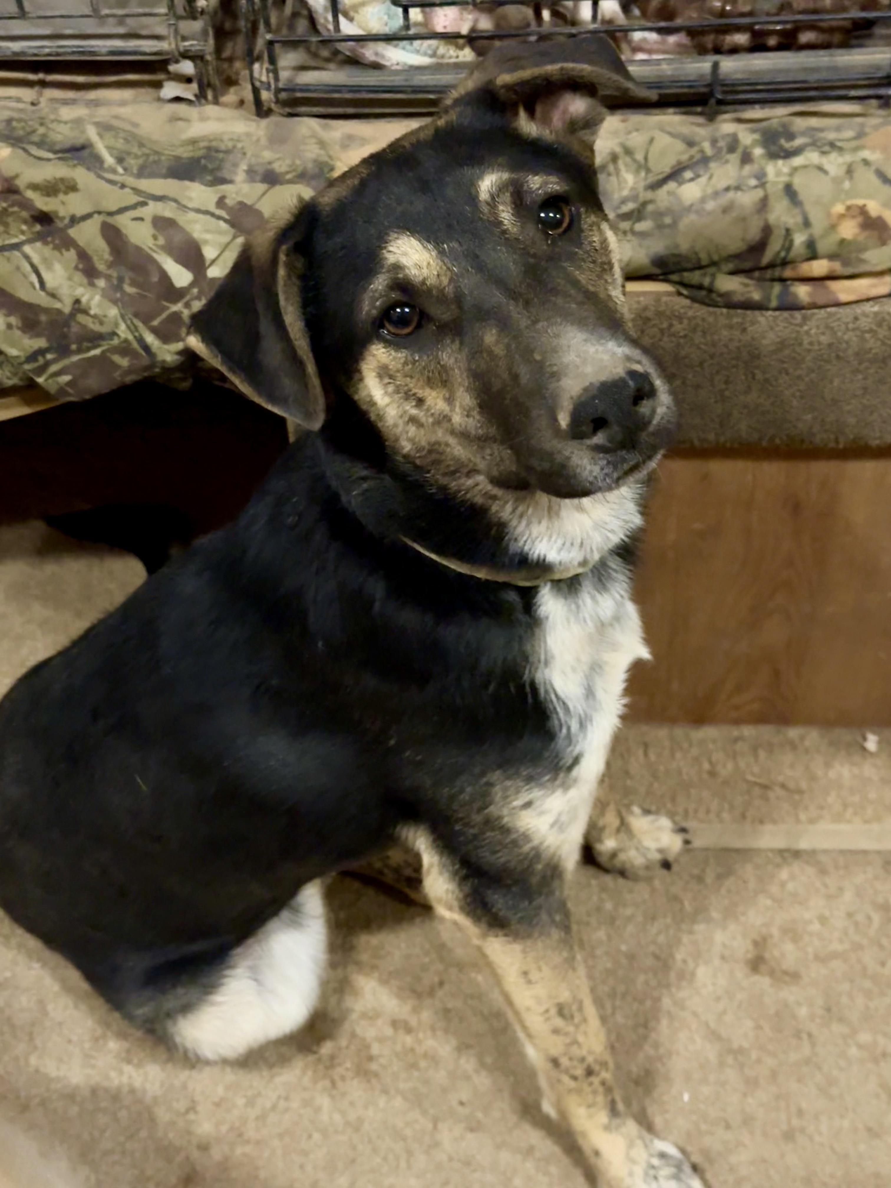 Monty, a Adoptable mixed breed in Tucson, AZ image 2/6