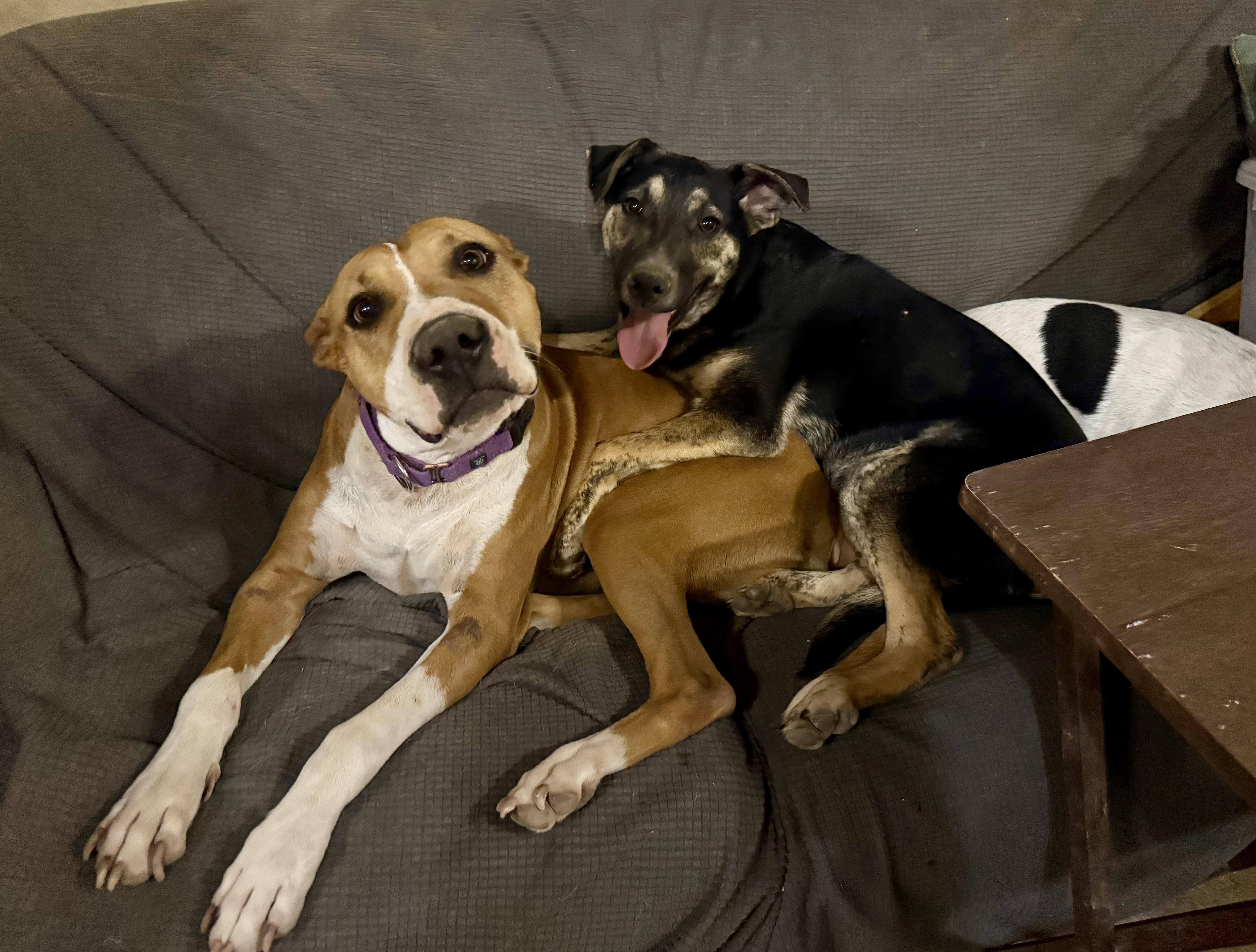 Monty, a Adoptable mixed breed in Tucson, AZ image 3/6