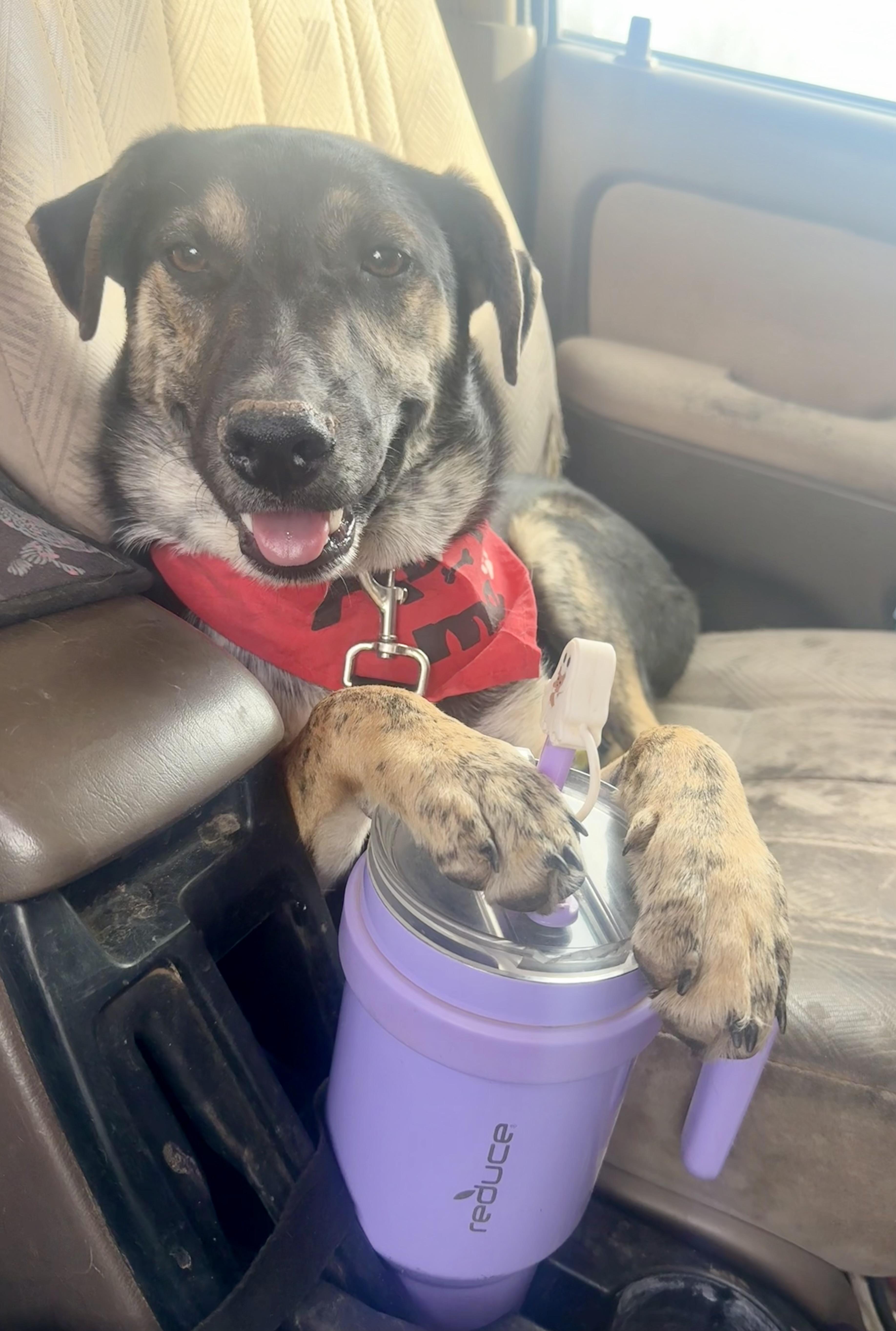 Monty, a Adoptable mixed breed in Tucson, AZ image 4/6