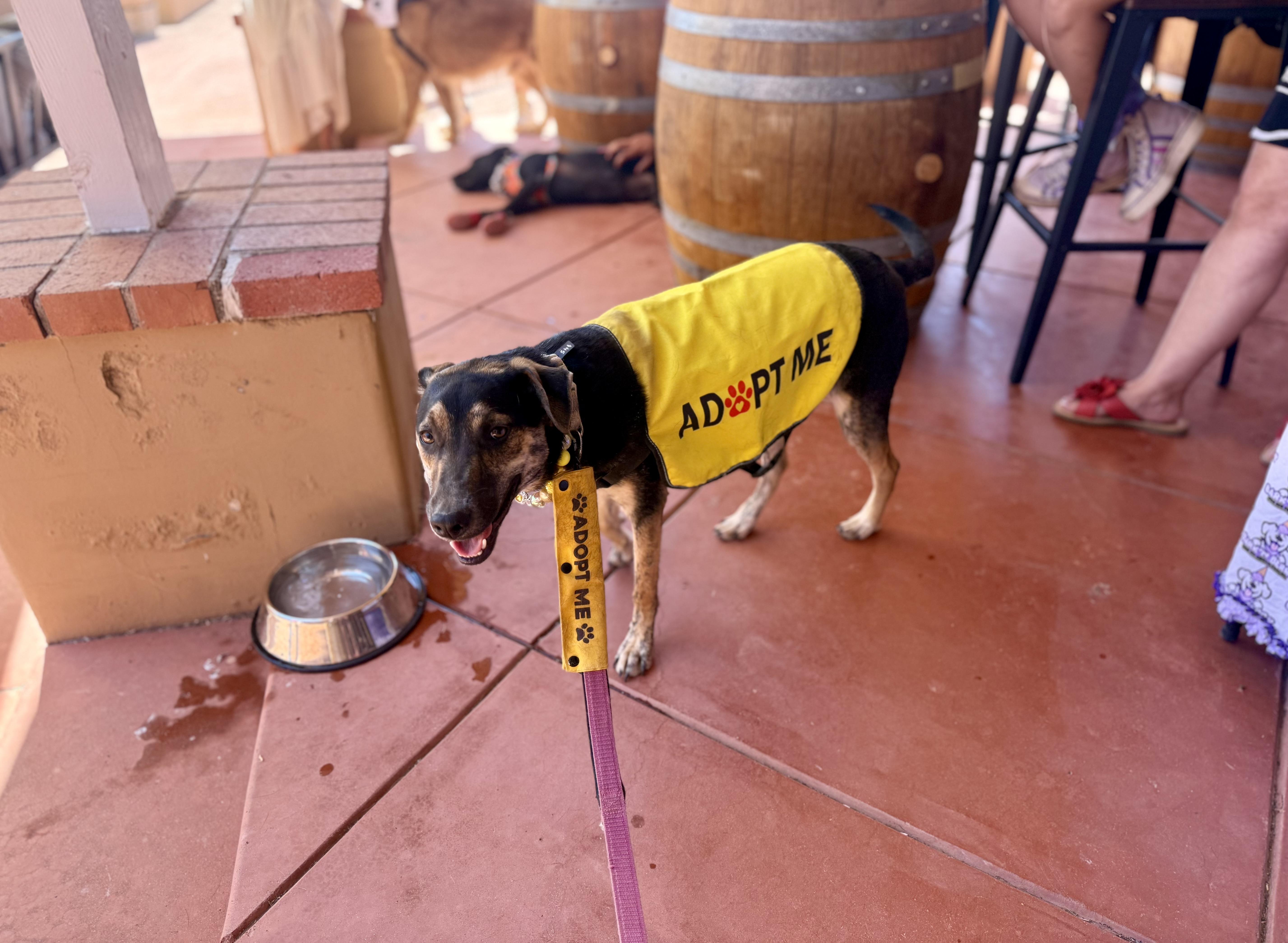 Monty, a Adoptable mixed breed in Tucson, AZ image 5/6