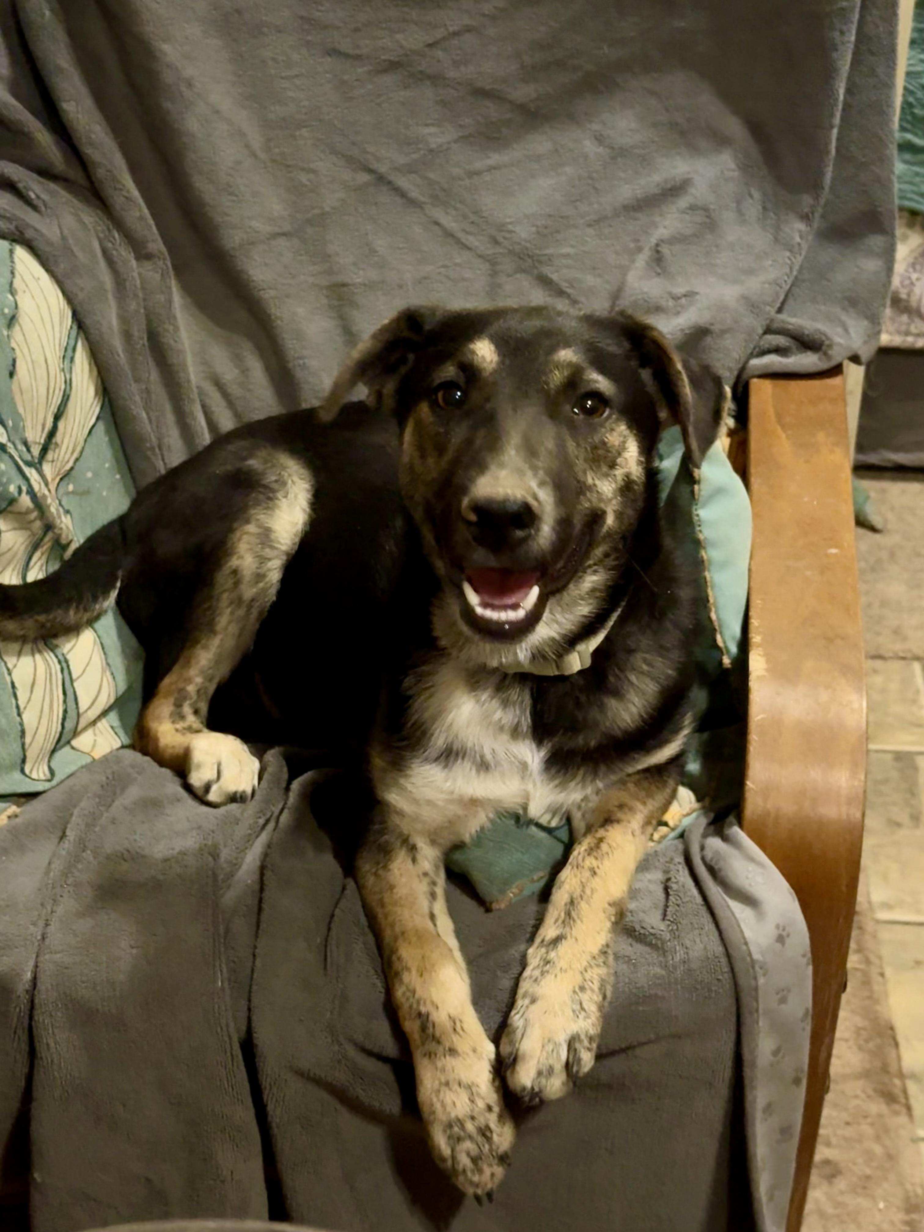 Monty, a Adoptable mixed breed in Tucson, AZ image 6/6