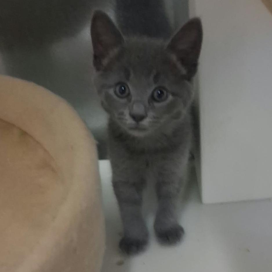 Stuart, Adoptable, Kitten Male Domestic Short Hair.