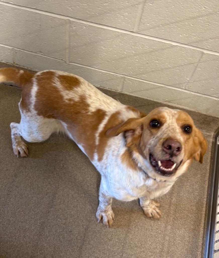 Enlarge Polly, a Adoptable Hound in Ferndale, NY image 1/1