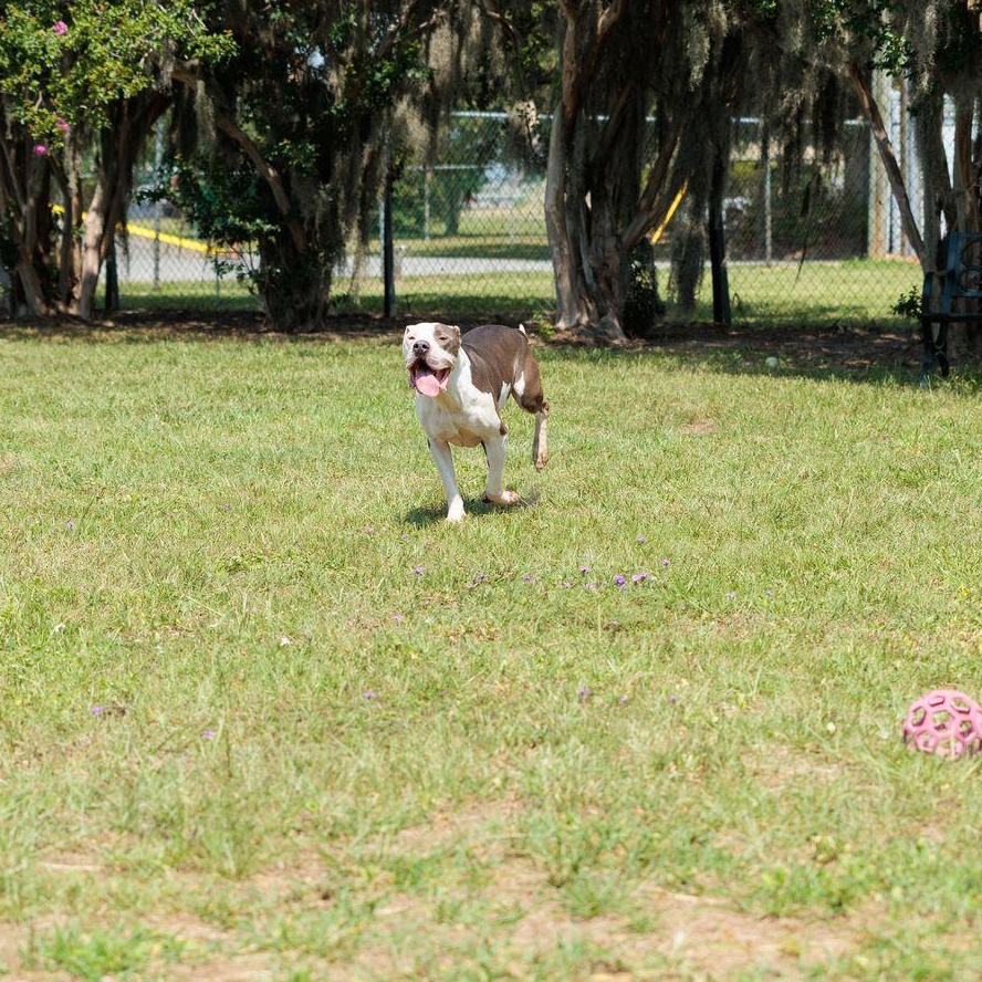 Leon, a ADOPTABLE mixed breed in Valdosta, GA image 5/6