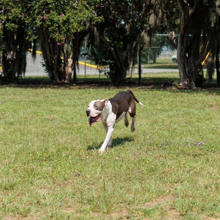 Leon, a ADOPTABLE mixed breed in Valdosta, GA image 6/6