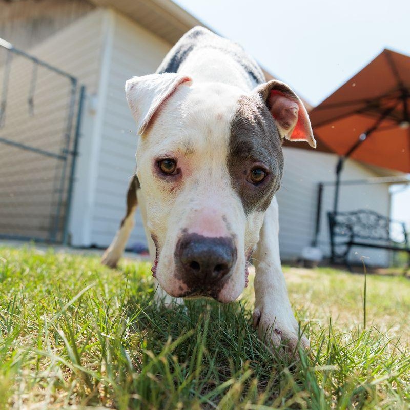 Leon, a ADOPTABLE mixed breed in Valdosta, GA image 4/6
