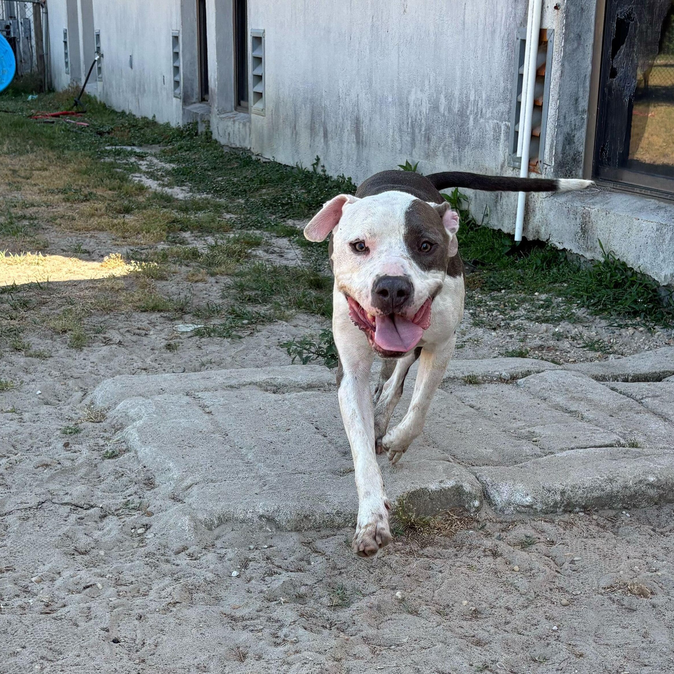 Enlarge Leon, a ADOPTABLE mixed breed in Valdosta, GA image 4/5